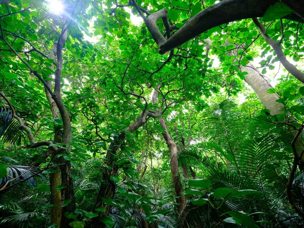 Giungla Della Foresta Pluviale Nell Isola Ishigaki — Foto Stock