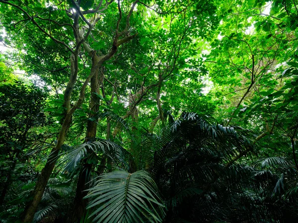 Dżungla Lasów Deszczowych Wyspie Ishigaki — Zdjęcie stockowe