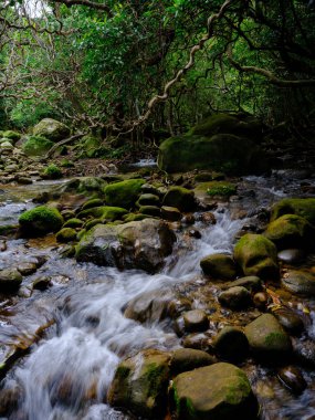 İriomtoe adasındaki kuş beyinli nehir ormanı.