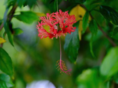 Orijinal amber çiçeği türü.