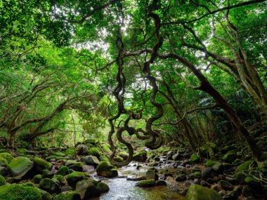 İriomtoe adasındaki kuş beyinli nehir ormanı.