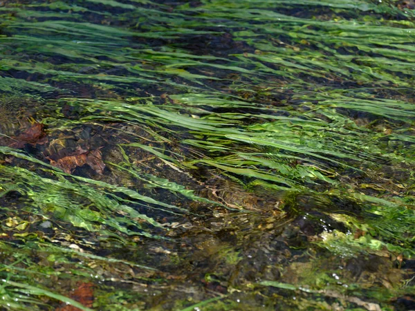 Klarer Fluss Und Wassergras — Stockfoto