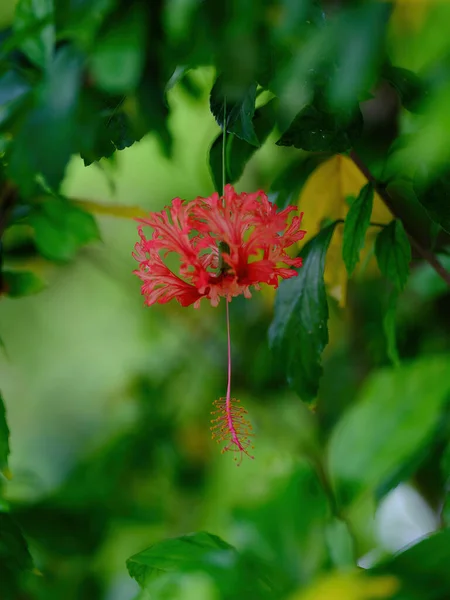 Pierwotny Gatunek Kwiatu Hibiskusa — Zdjęcie stockowe