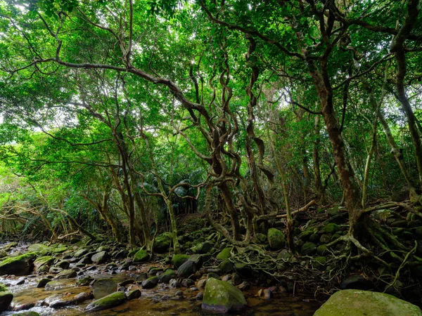 Jungle Rivière Yutun Sur Île Iriomtoe — Photo
