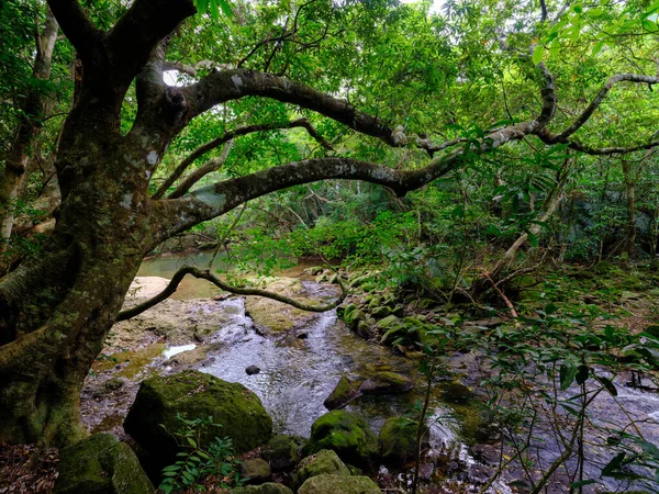 イリオントー島のユトゥン川ジャングル — ストック写真