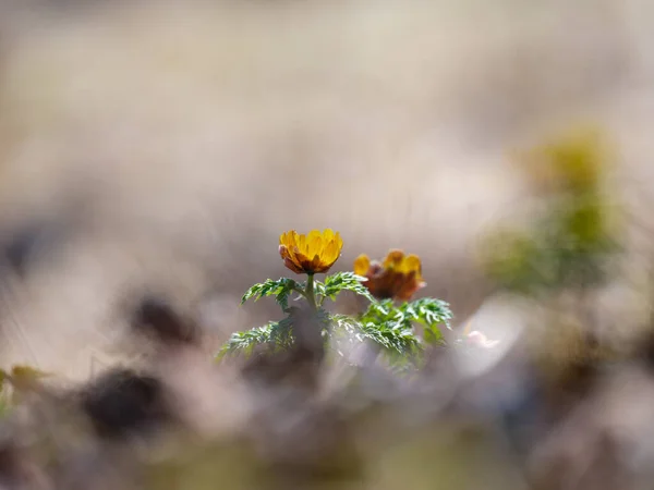 Amur Adonis Spring Hokkaido — Stock Photo, Image