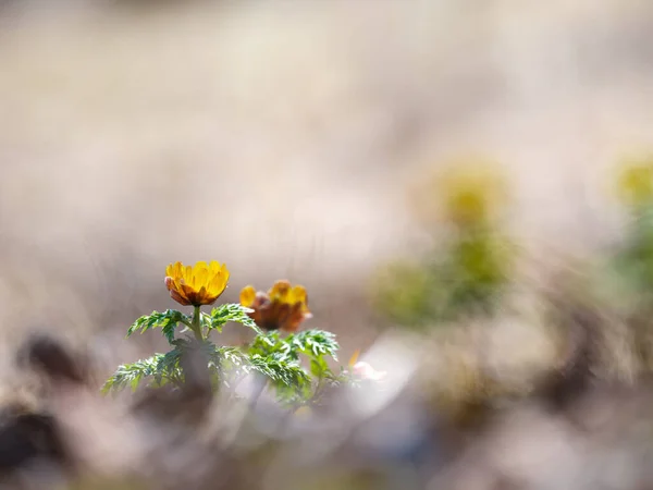 Amur Adonis Primavera Hokkaido — Fotografia de Stock