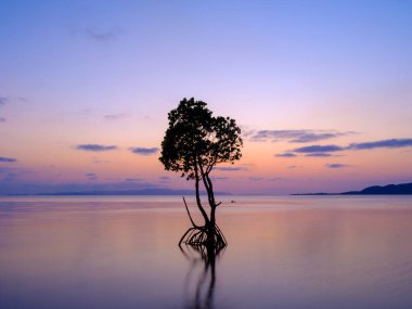 Ishigaki adasında döngülü mangrov ve günbatımı