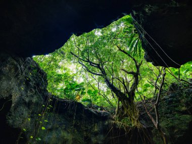 Ishigaki adasındaki orman ve kireç taşı mağarası.