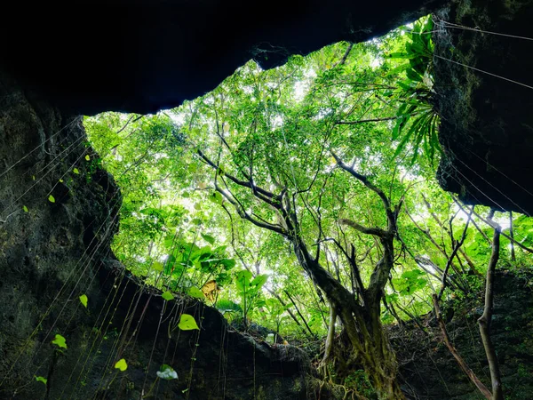 Selva Caverna Calcário Ilha Ishigaki — Fotografia de Stock