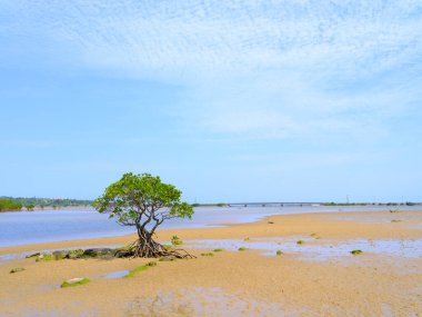 İriomote adasında ilmek kökü mangrov ağacı 