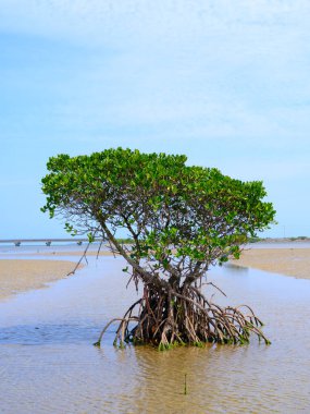 İriomote adasında ilmek kökü mangrov ağacı 