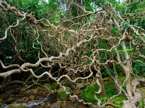 Árbol Judías Marinas Isla Iriomote — Foto de Stock