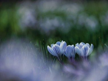 Bahar bahçesinde Crocus çiçeği