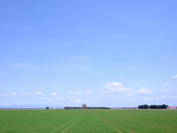 Cielo Blu Campo Verde — Foto Stock