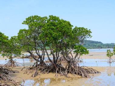 İriomote adasında ilmek kökü mangrov ağacı 