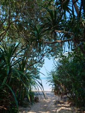 Okinawa 'daki sahil ve orman.