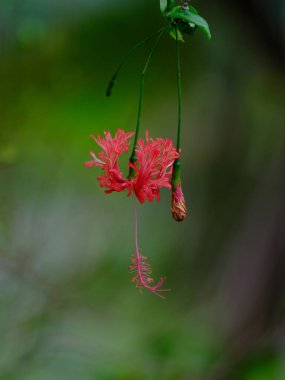 Orijinal amber çiçeği türü.