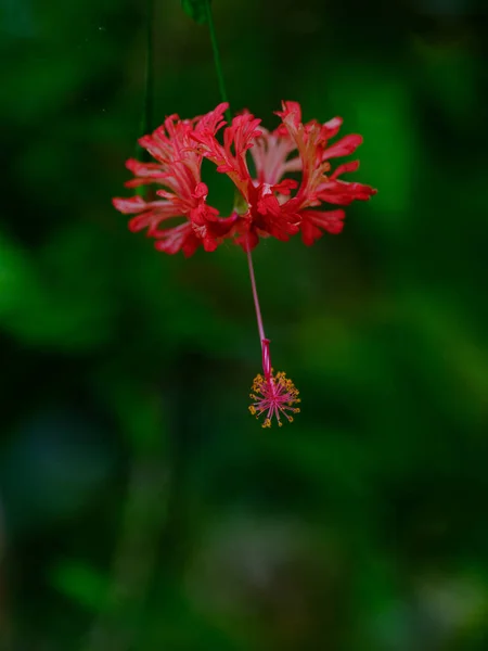 Pierwotny Gatunek Kwiatu Hibiskusa — Zdjęcie stockowe