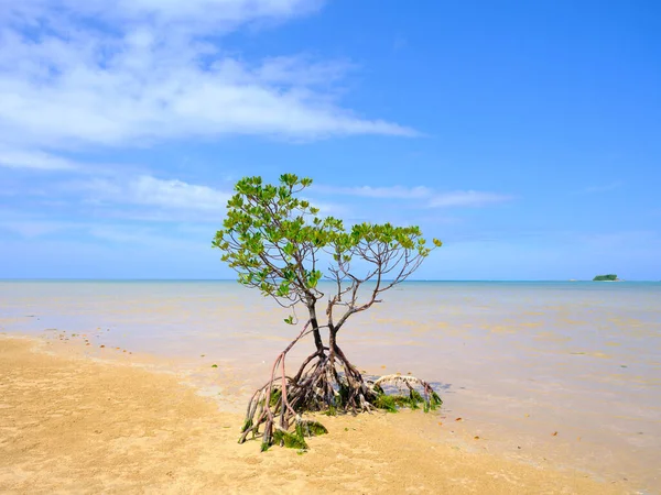 Mangrove Racines Boucle Sur Île Iriomote — Photo