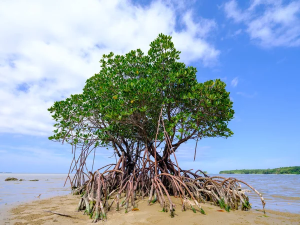 Mangrove Racines Boucle Sur Île Iriomote — Photo