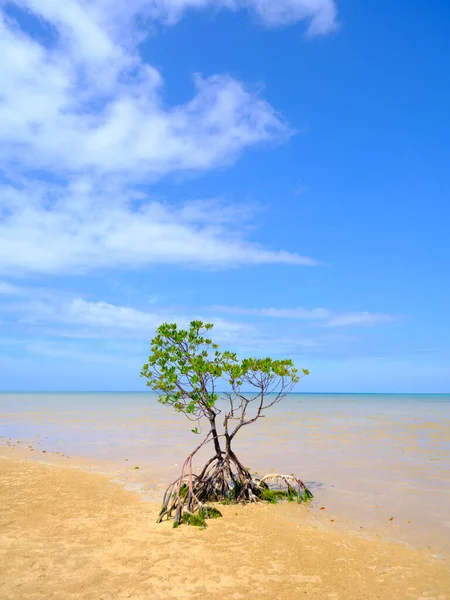 Mangrove Racines Boucle Sur Île Iriomote — Photo