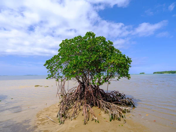 İriomote adasında ilmek kökü mangrov ağacı 