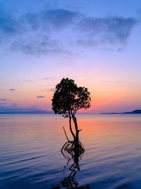 Ishigaki adasında döngülü mangrov ve günbatımı