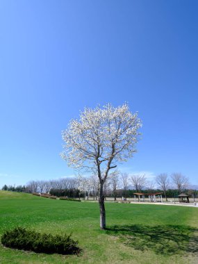 Bahar Hokkaido 'da manolya kobusu