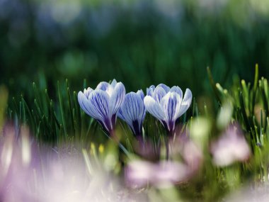Bahar bahçesinde Crocus çiçeği