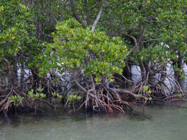 İriomote adasındaki mangrov ormanı.