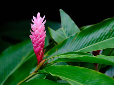 Ishigaki Adası 'nda pembe zencefil