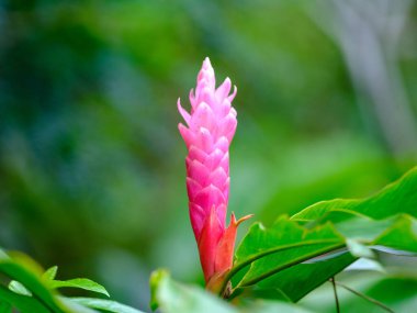 Ishigaki Adası 'nda pembe zencefil
