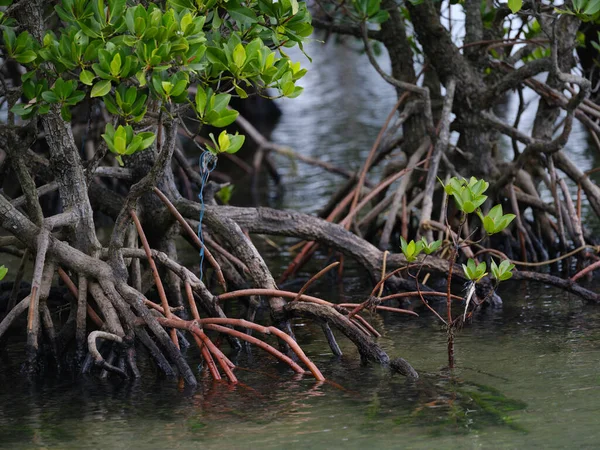 Mangrove Bos Iriomote Eiland — Stockfoto