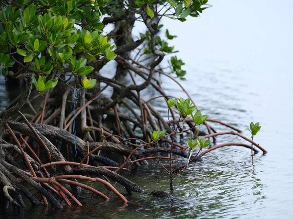 Mangrovový Les Ostrově Iriomote — Stock fotografie