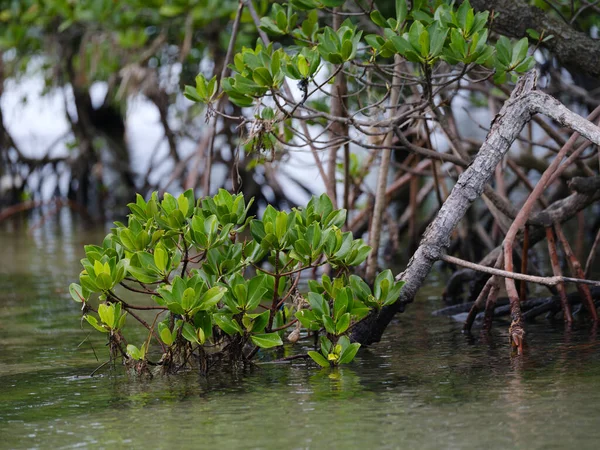 İriomote adasındaki mangrov ormanı.