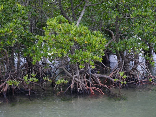 Floresta Mangue Ilha Iriomote — Fotografia de Stock