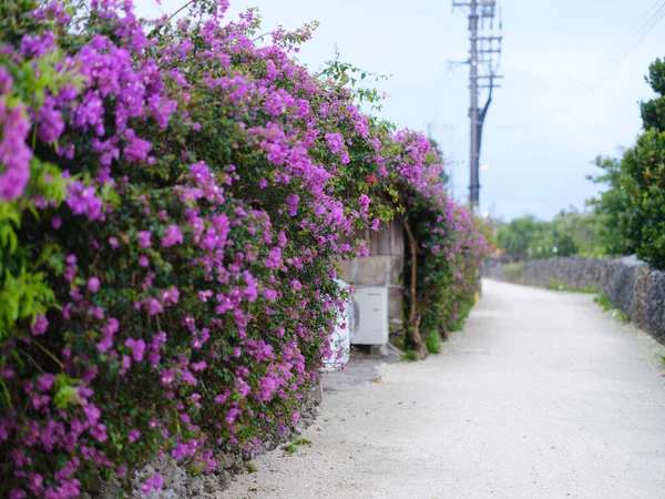 Taketomi Adası 'nın eski bir kasabası