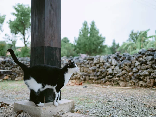 Stray Cat Taketomi Island — Stock Photo, Image