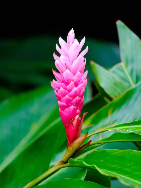 Ishigaki Adası 'nda pembe zencefil