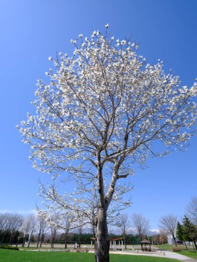 Bahar Hokkaido 'da manolya kobusu