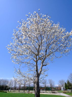 magnolia kobus in spring hokkaido clipart
