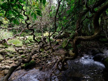İriomtoe adasındaki kuş beyinli nehir ormanı.