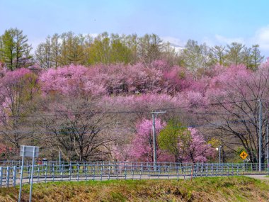 Shimizu parkında kiraz çiçekleri