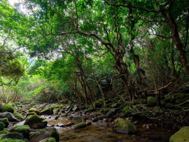 İriomtoe adasındaki kuş beyinli nehir ormanı.