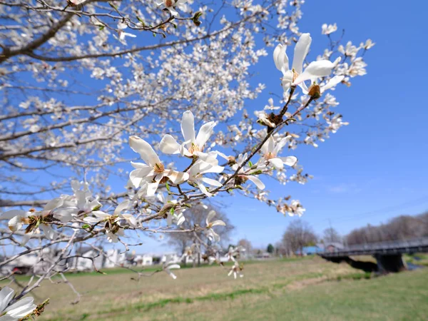 Magnolia Kobus Primavera Hokkaido — Fotografia de Stock