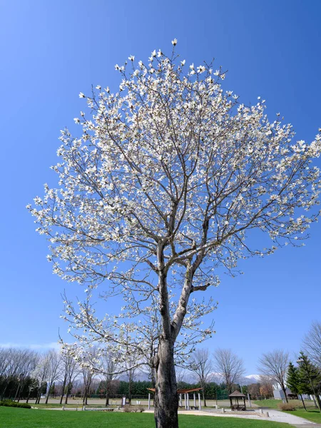 Magnolienkobus Frühling Hokkaido — Stockfoto