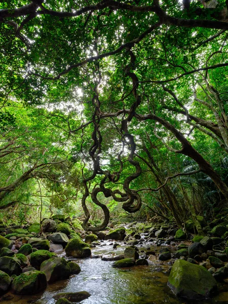 Yutun River Jungle Iriomtoe Island — Stock Photo, Image