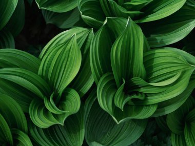 Bahar Ormanında Veratrum Oxyseum