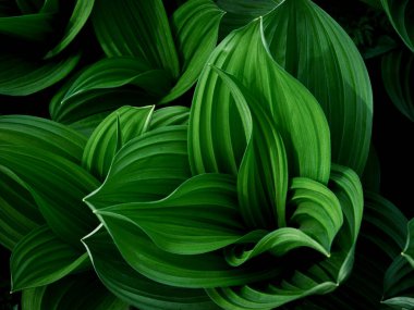 Bahar Ormanında Veratrum Oxyseum